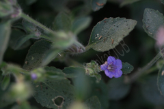 Hemigraphis latebrosa